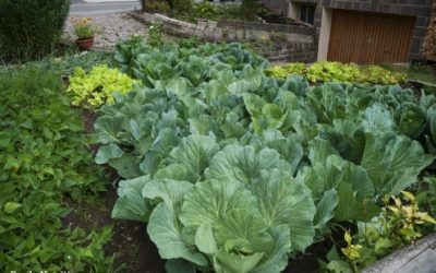 Fall Garden Guide: 15 Easy-To-Grow Vegetables