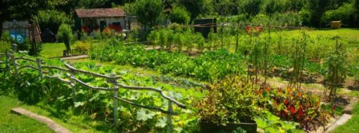 how-much-food-can-i-grow-for-a-year-supply-of-food-ready-gardens-by