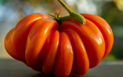 5 Reasons Why Heirloom Seeds are the Best for Gardening