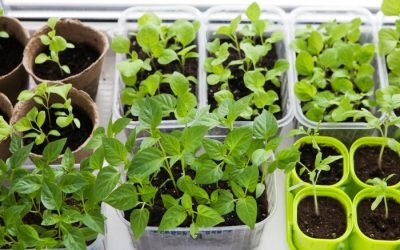 A Step-By-Step Guide for Starting Seeds Indoors