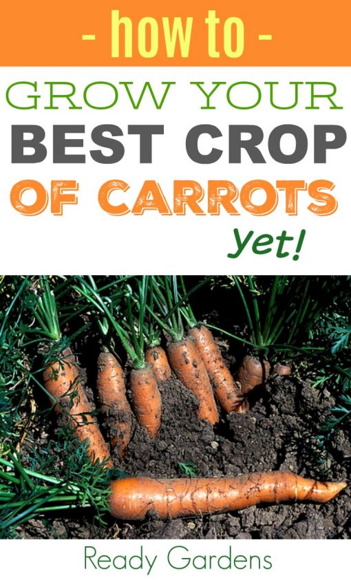 How To Grow Your Best Crop of Carrots Yet | Ready Gardens By Ready ...